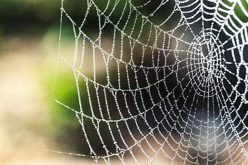 あきらめないものづくり 蜘蛛の糸を作ったspiber社に学ぶ オンリーワン戦略 Business Plan Media